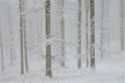 Neve Nel Bosco JuzaPhoto