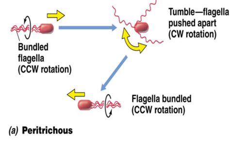 Bacterial Structure and Function II Flashcards | Quizlet 