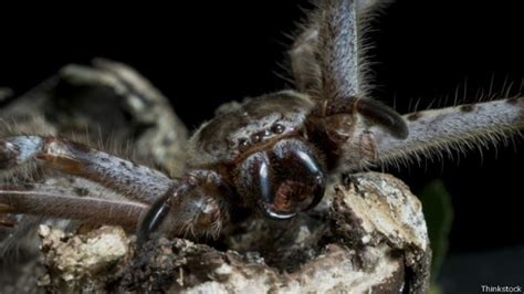 10 Características Sorprendentes De Algunos Animales Bbc News Mundo