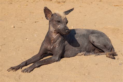 Hairless Dog Breeds 8 Unique Breeds - dogtrainingbehavior.com