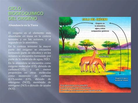 Ciclo Biogeoquimico De Los Elementos Ppt