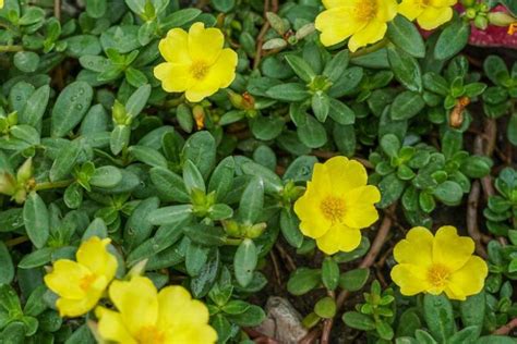 Portulaca oleracea (Purslane)