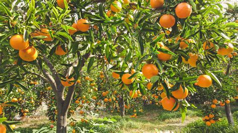 So Duftet Weihnachten Orangen Und Zimt Kleine Kinderzeitung