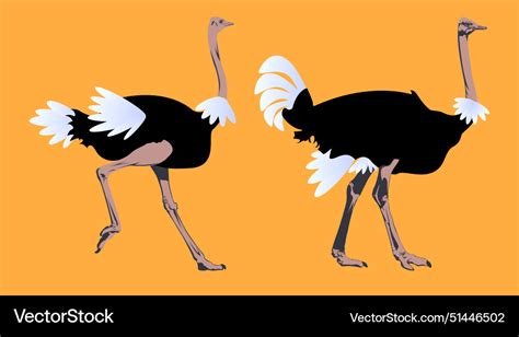 Ostrich color bird Royalty Free Vector Image - VectorStock