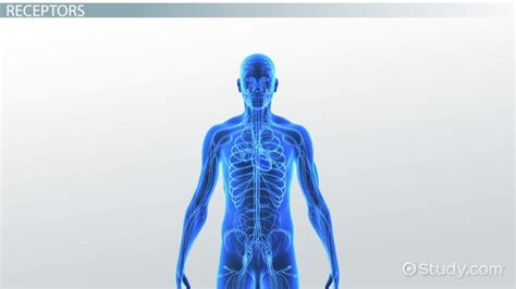 Chemoreceptors Definition Location Examples Lesson Study