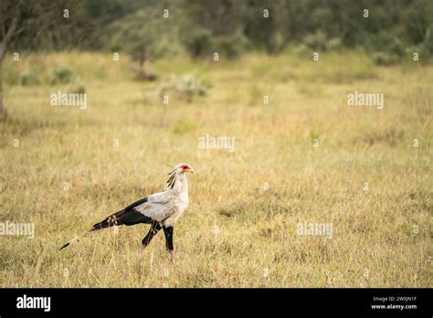 Secretary Bird Sagittarius Serpentarius In Amboseli Stock Photo Alamy