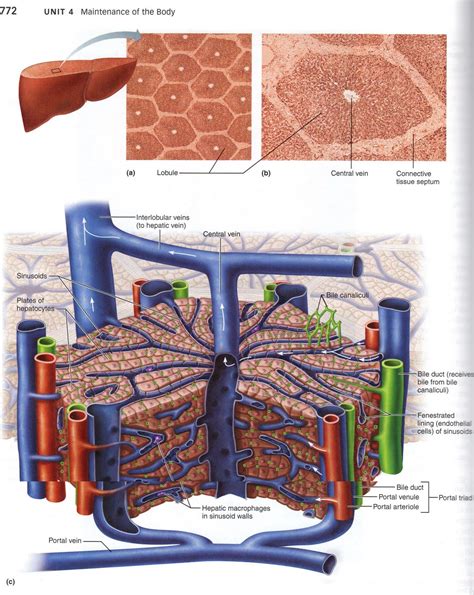 Jennifer Kersey E Portfolio Bio211 Objective 59 Microscopic Anatomy