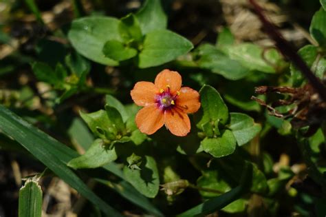 Anagallis Arvensis Scarlet Pimpernel Wildflowers Of The National