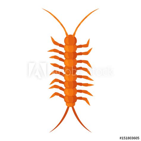 Centipede Vector At Getdrawings Free Download