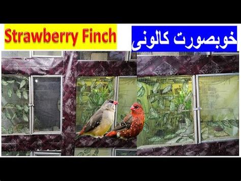 Strawberry Finch Or Red Munia Care Tips Red Avadavat Surkh Laal