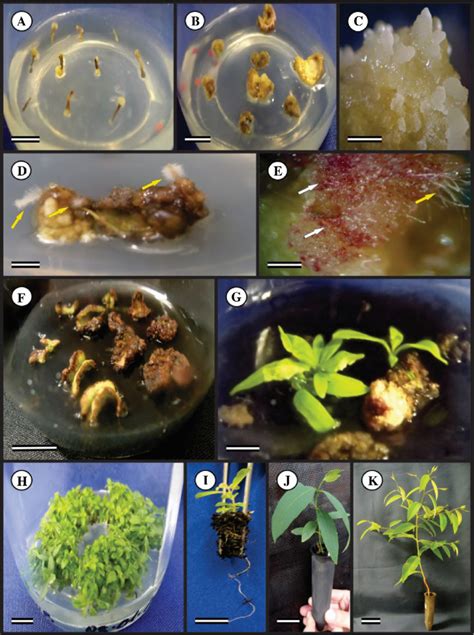 Stages Of Indirect Organogenesis Late Rooting And Acclimatization Of