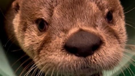 Cute, playful, orphaned baby otter is receiving care at Maryland Zoo