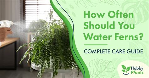 How Often Should You Water Ferns COMPLETE CARE GUIDE