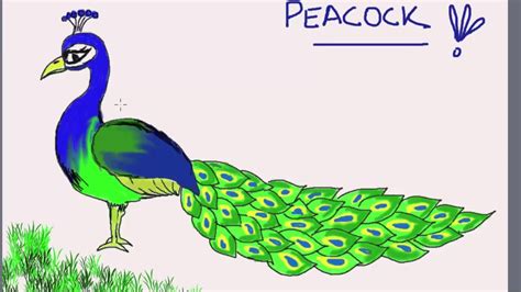 Peacock Pencil Drawing Free Download On Clipartmag