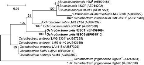 Comparative sequence analysis of the 16S-23S rRNA ITS regions of strain ... 
