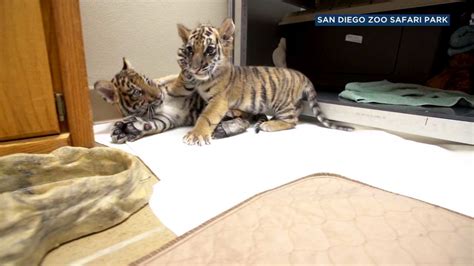 Tiger cub gets new playmate after confiscated from alleged smuggler at ...