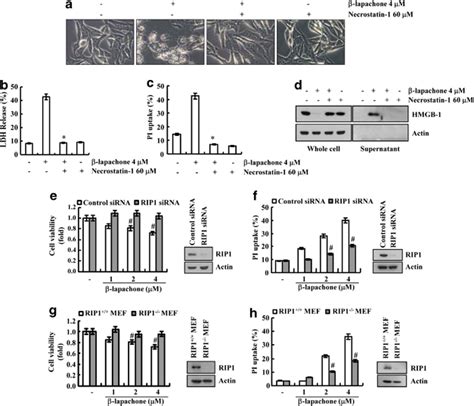 Lapachone Induces Rip1 Dependent Necroptosis A Sk Hep1 Cells