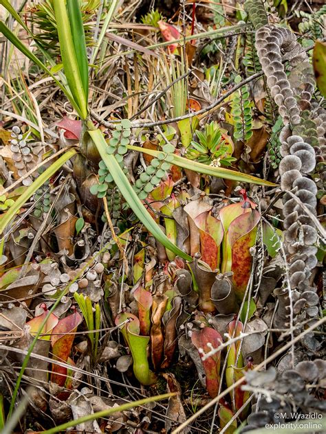 Heliamphora Huberi Mateusz Flickr