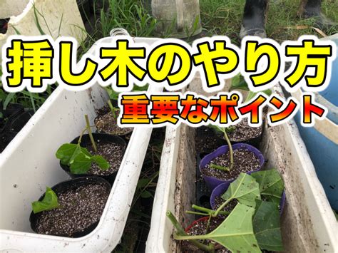 挿し木のやり方．成功するための重要なポイント． ｜ 糸満フルーツ園 けんちゃん