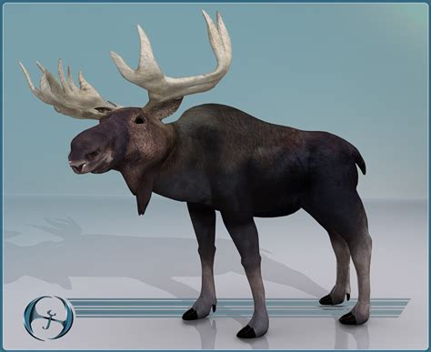 3d moose model