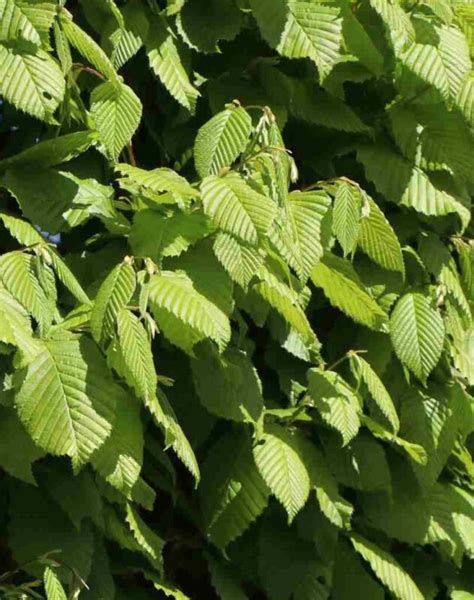 Carpinus Betulus Lucas S Ulen Hainbuche Pflanzenhof Toskanapark