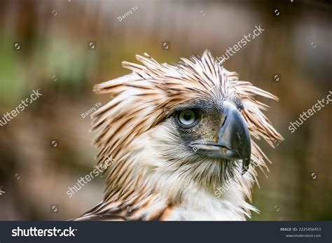 philippine eagle pithecophaga jefferyi critically endangered stock