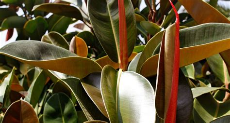 Ficus Elastica Burgundy Como Cultivar Blog Da Plantei