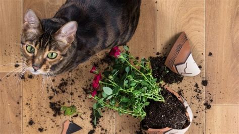 C Mo Alejar Al Gato De Las Plantas M Todos Infalibles El Colectivo