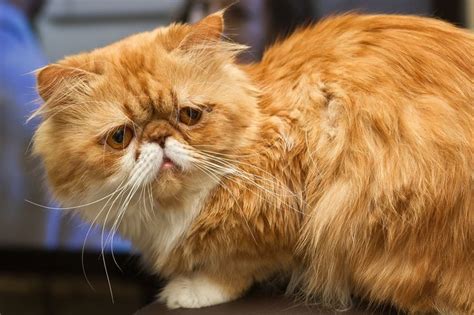 Персидская кошка (фото): животное артистической богемы Смотри больше ...