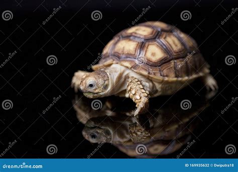 Baby Sulcata Tortoise African Spurred Tortoise Geochelone Sulcata