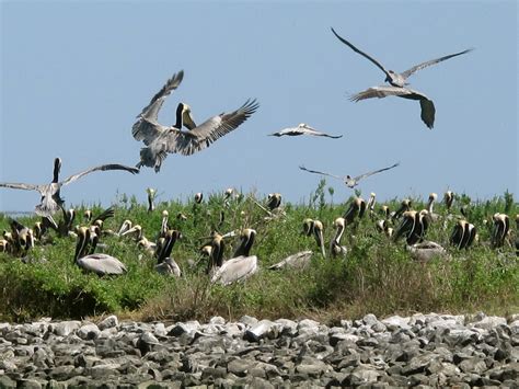 5 Years After BP Oil Spill, Effects Linger And Recovery Is Slow ...