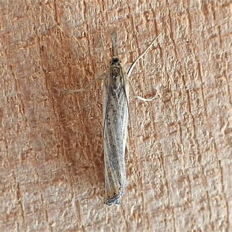 micromoth bugguidenet