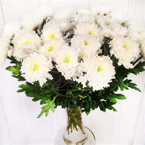 Букет 25 белых хризантем (Einstein) купить с доставкой в СПб