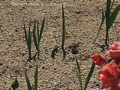 Características del suelo arenoso – Botanical-online