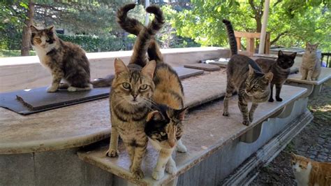 Hundreds Of Wonderful Stray Cats Live Together In A Beautiful Park