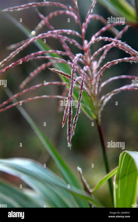 Miscanthus Sinensis Var Condensatus Cosmopolitan V Agm With Flower