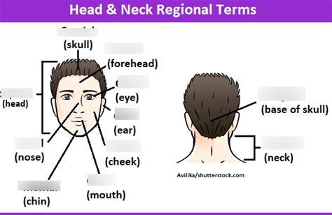 Head Regional Terms Diagram Quizlet