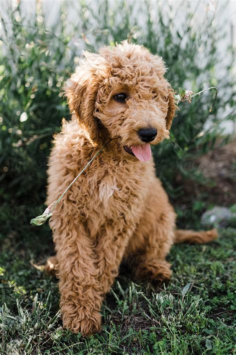 Puppy In Front Of Garden Del Colaborador De Stocksy Samantha