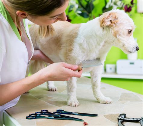 Animal Treatment And Care Products Praxisdienst Vet