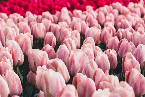 10 Day Trips from The Hague Worth Taking | solosophie