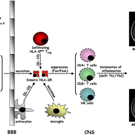 Human leukocyte antigen-G is an anti-inflammatory molecule inhibiting ...