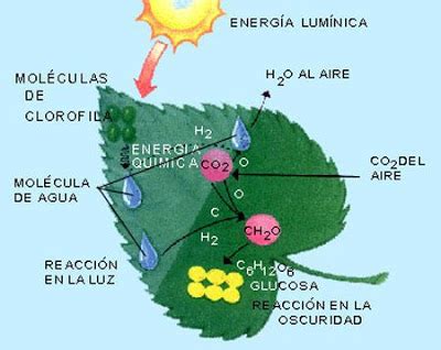 LA QUÍMICA DE LA FOTOSÍNTESIS: FOTOSÍNTESIS