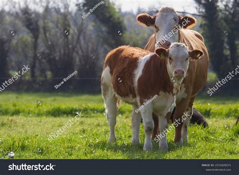 Simmental Cow Calf Field Stock Photo 2151620271 | Shutterstock