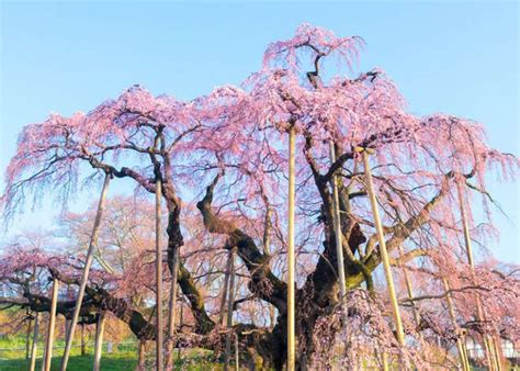 large pink tree   middle   park