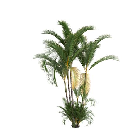 árvore Dypsis Lutescens PNG Palmeira Dypsis Lutescens Plantar