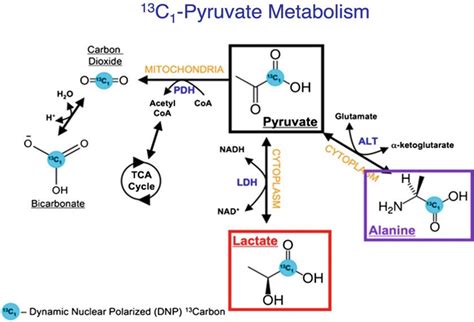 Schematic showing pyruvate metabolism inside a cell. The [1-13 C ...