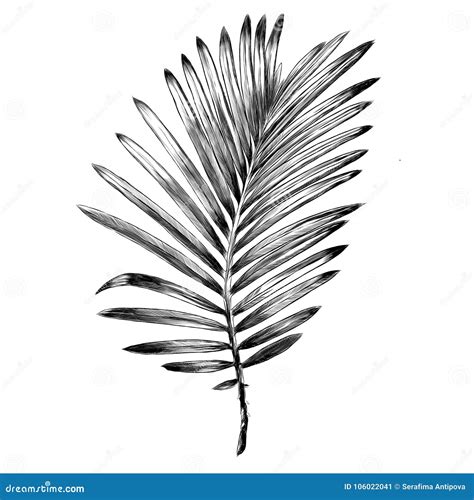 Branch of a Palm Tree Sketch Vector Graphics Stock Vector ...