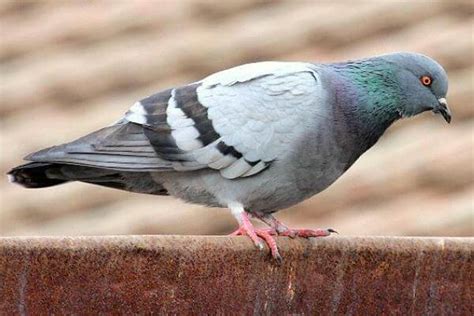 Cómo es la paloma | Características de la paloma