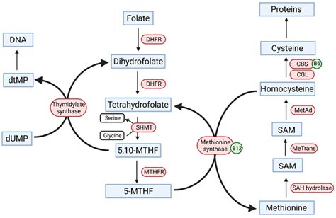 Folic Acid Cycle And Homocysteine Metabolism Dna Deoxyribonucleic Download Scientific Diagram