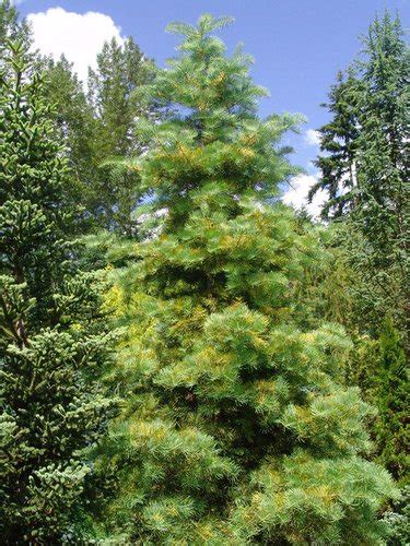 Abies Concolor Wintergold Wintergold White Fir Plant Lust